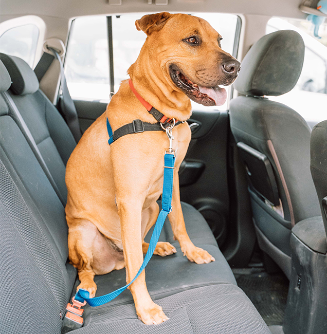 driving with pets travel restraints dogs rspca